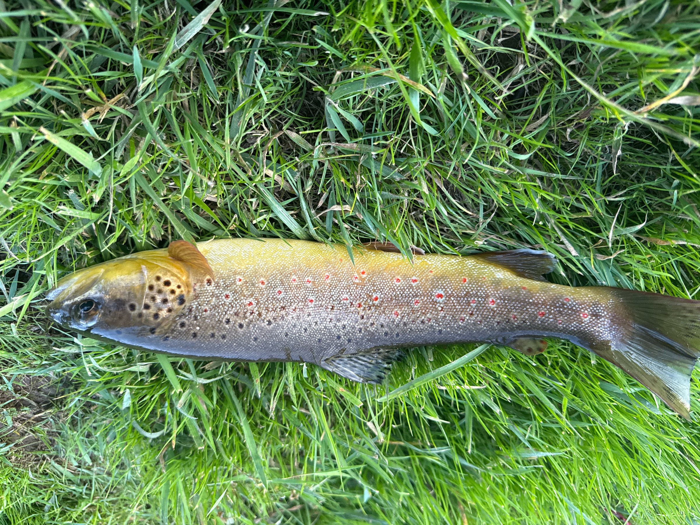 Brown trout on the grass, Off the Dock