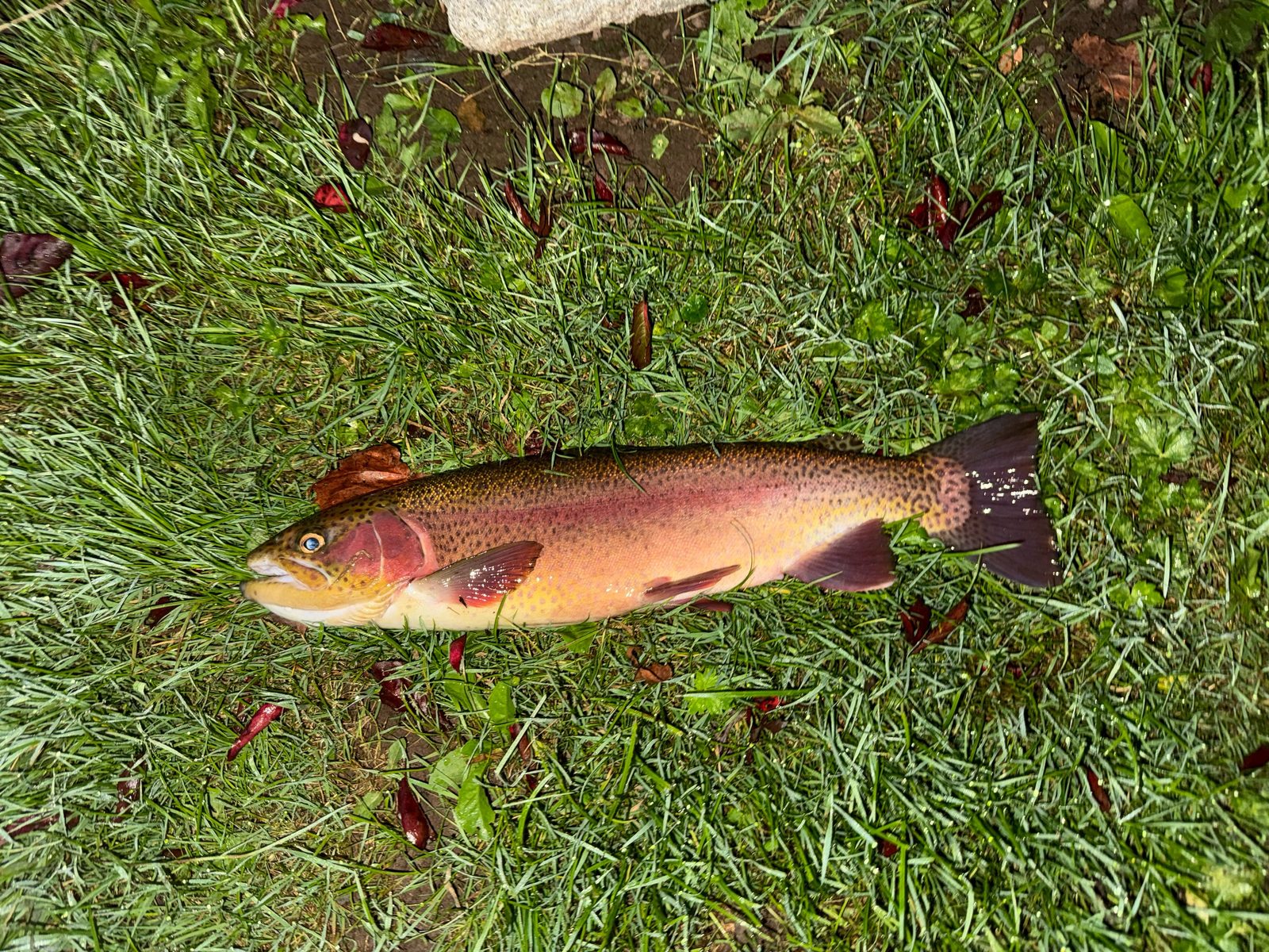 Bruce’s backyard rainbow, 3 September 2026